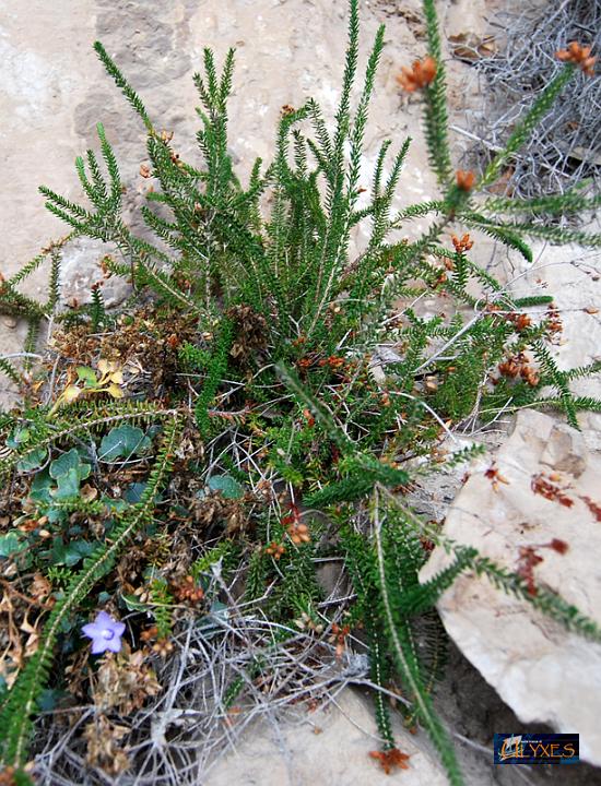 erica terminalis.JPG